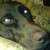 :iconjpwolf5: