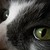 :iconjqpix: