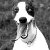 :iconjr-blast: