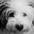 :iconjsniderfamily: