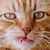 :iconjsut: