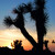 :iconjtrees: