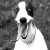 :iconjubay-mayju: