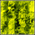 :iconjuburingo: