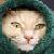 :iconjudge-david: