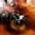:iconjudyann15: