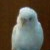 :iconjudybirdplz: