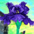 :iconjudygoodwin: