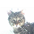 :iconjugeikati: