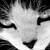 :iconjuicemonkey610: