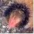:iconjujub98: