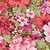 :iconjulia-caitlin: