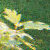 :iconjulia-loves-the-rain: