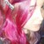 :iconjuliarochelle: