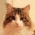 :iconjuliawhitebear: