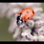 :iconjulie-leclairg: