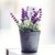 :iconjulie-tran: