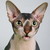 JulieForseti :iconjulieforseti: