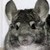 :iconjulieyqpl: