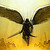 :iconjulio-designz: