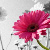:iconjune3: