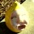 :iconjunebug18x: