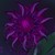 :iconjunisra: