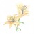 :iconjuno-phoenix: