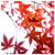 :iconjureba40: