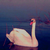 :iconjus-de-canneberges:
