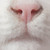 :iconjusatka: