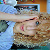 :iconjusscuhh: