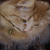 :iconjustanother-star:
