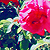 :iconjustasupernova: