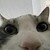 :iconjustcrab:
