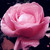 :iconjustinexrose: