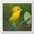 :iconjustyouryellowbird: