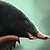 :iconk9jerold: