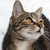 :iconk-anng: