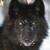 :iconk-blackpaw: