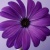 :iconk-bree:
