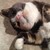 :iconk-kobrakid: