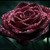 :iconk-r-e-e-p: