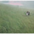 :iconk-tatanka: