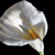 :iconkablack: