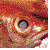 :iconkabuto-yakushi-lover: