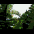 :iconkacy789011: