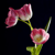 :iconkad-aldu: