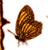 :iconkadmariposa: