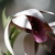 :iconkaedyr:
